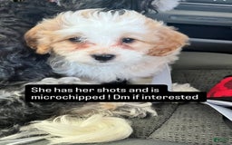 Mini Bernedoodle dogs for sale: Luna - Image 6