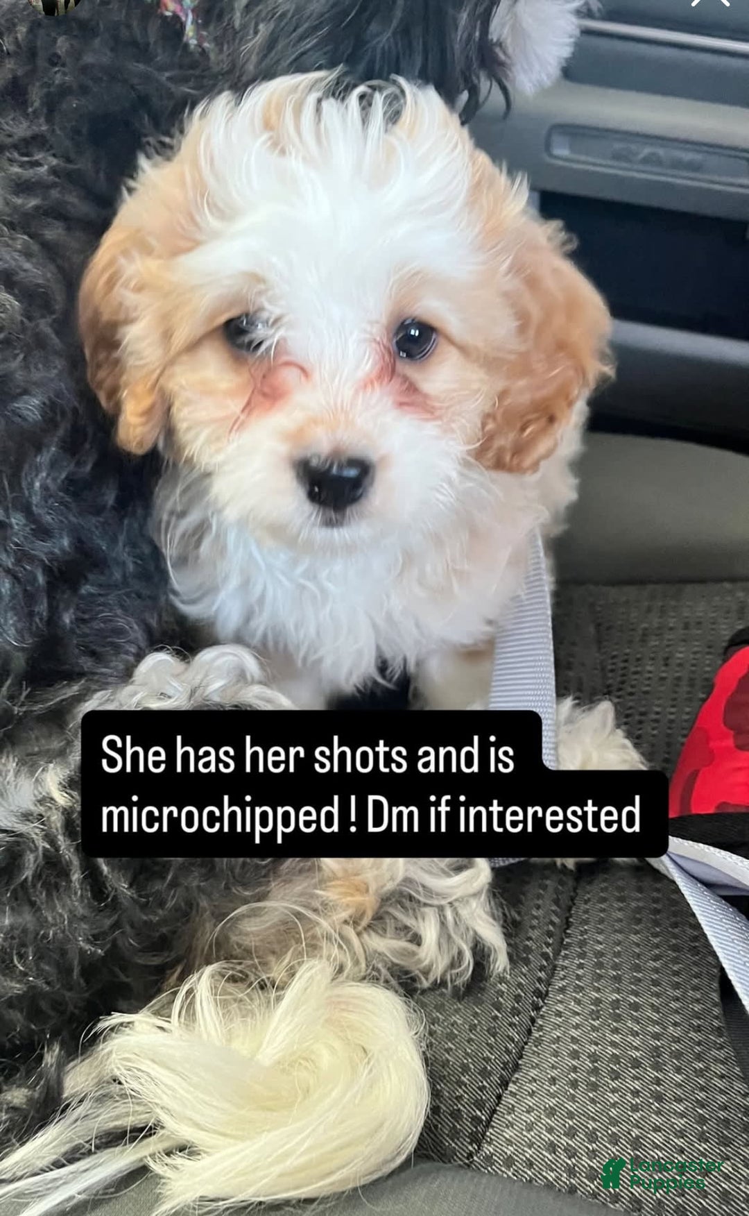 Mini Bernedoodle dogs for sale: Luna - Image 6