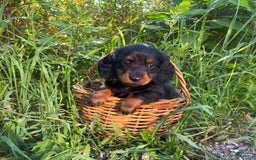 Miniature Dachshund dogs for sale: Dune - Image 1
