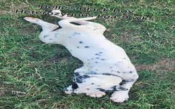 Dalmatian dogs for sale: Belles Black Lua Boy - Image 2