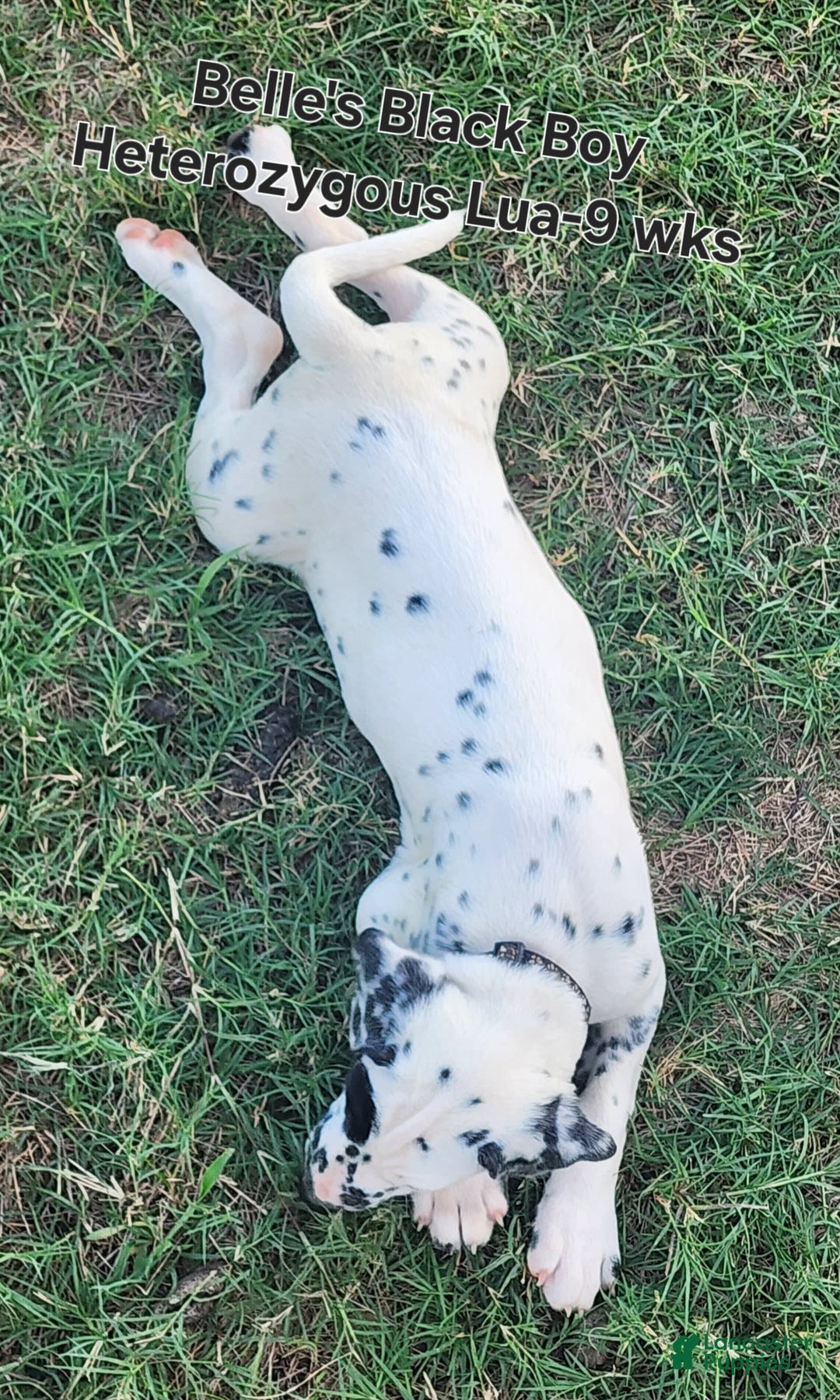 Dalmatian dogs for sale: Belles Black Lua Boy - Image 2