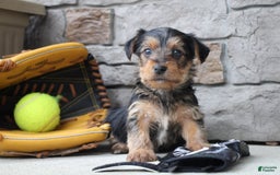 Yorkshire Terrier dogs for sale: Walker - Image 5