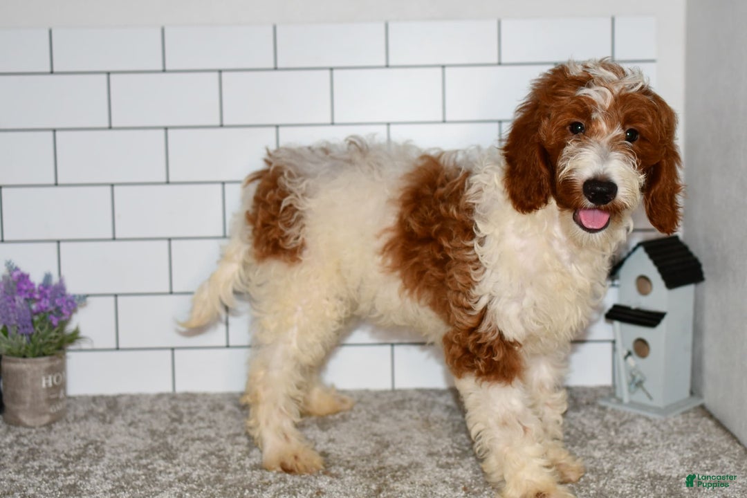 Mini Goldendoodle dogs for sale: Hunter - Image 13