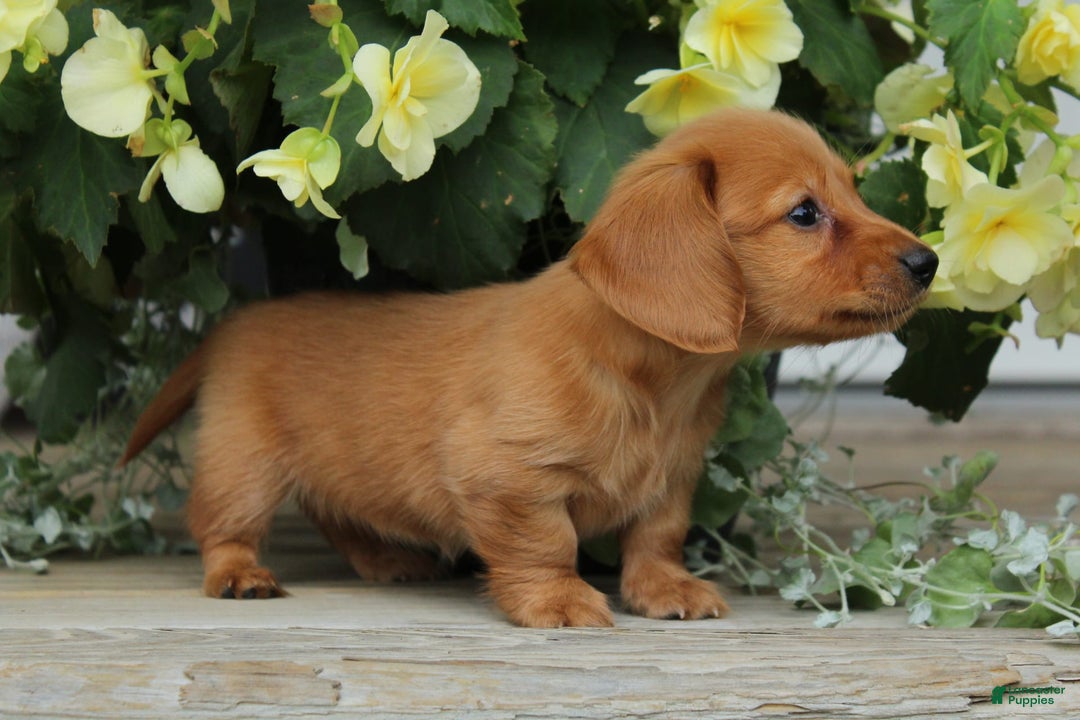Miniature Dachshund dogs for sale: Miniature Dachshund 4 puppies - Image 16