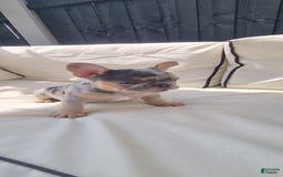 French Bulldog dogs for sale: Anni - Image 3