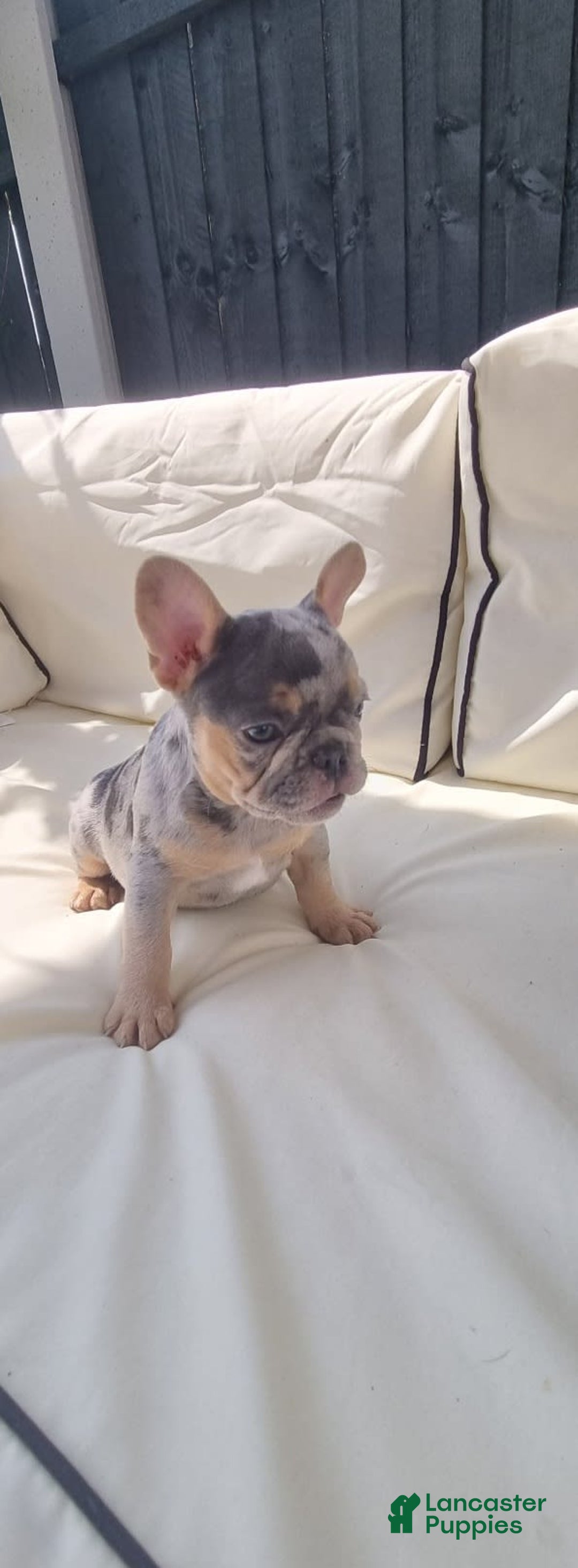 French Bulldog dogs for sale: Anni - Image 3