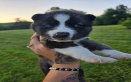 Siberian Husky dogs for sale: Sue - Image 4