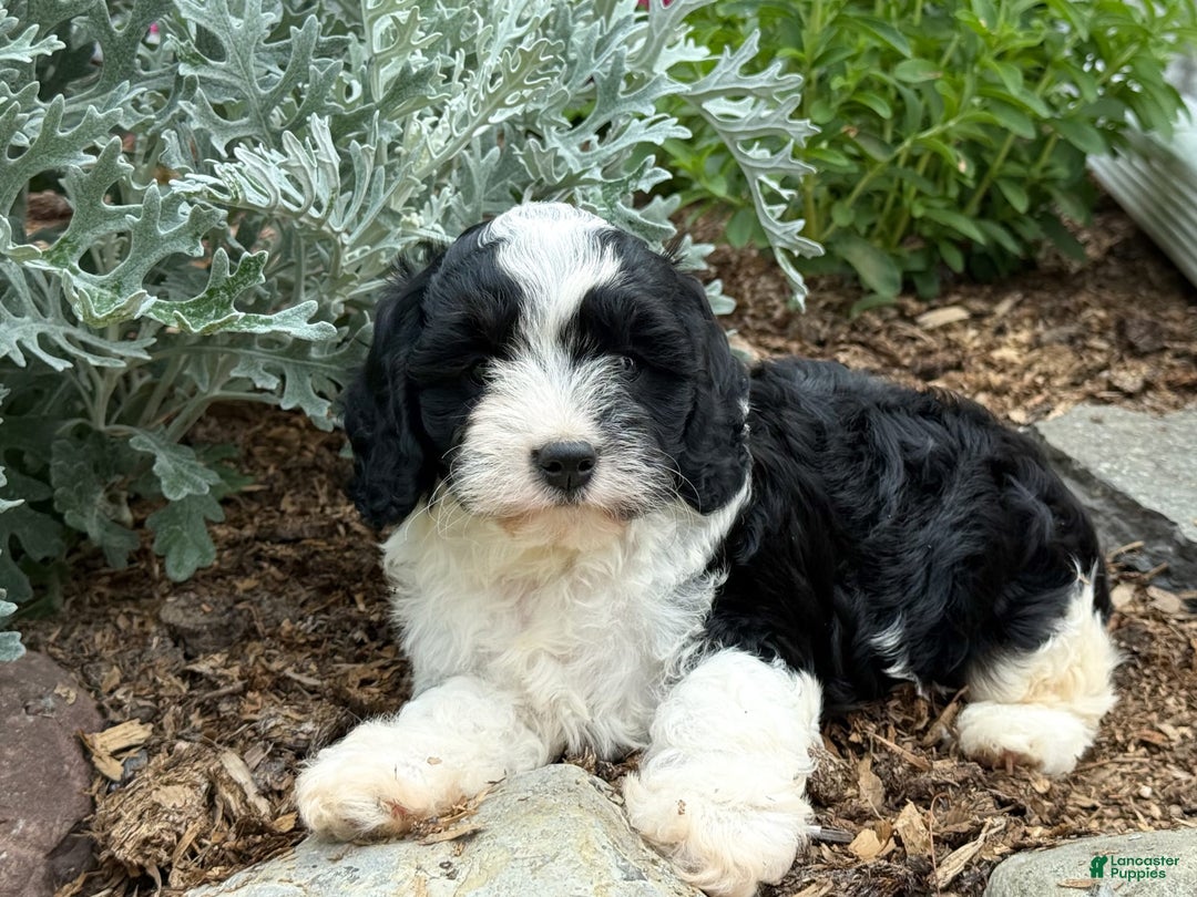 Cavapoo dogs for sale: Cade - Image 2