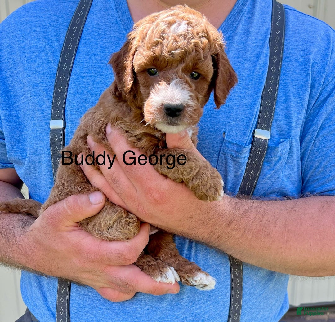 Mini Goldendoodle dogs for sale: Buddy George - Image 5