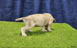 Catahoula Leopard Dog dogs for sale: Duchess 2025 Male 3 - Image 12