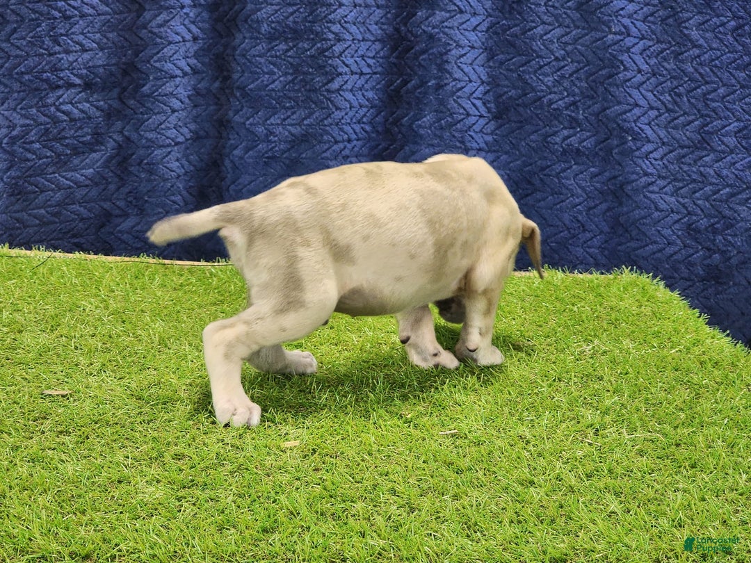 Catahoula Leopard Dog dogs for sale: Duchess 2025 Male 3 - Image 12