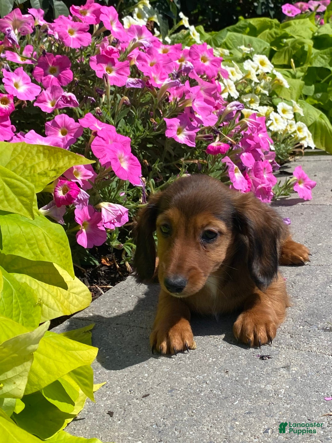 Dachshund dogs for sale: Dahlia - Image 3