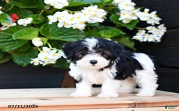 Maltese dogs for sale: Jody - Image 1