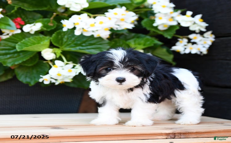 Maltese dogs for sale - Ad 2