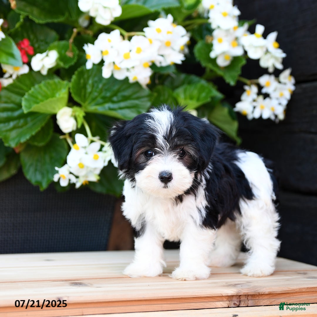 Maltese dogs for sale: Jody - Image 1