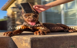 Doberman Pinscher dogs for sale: Tesoro - Image 2