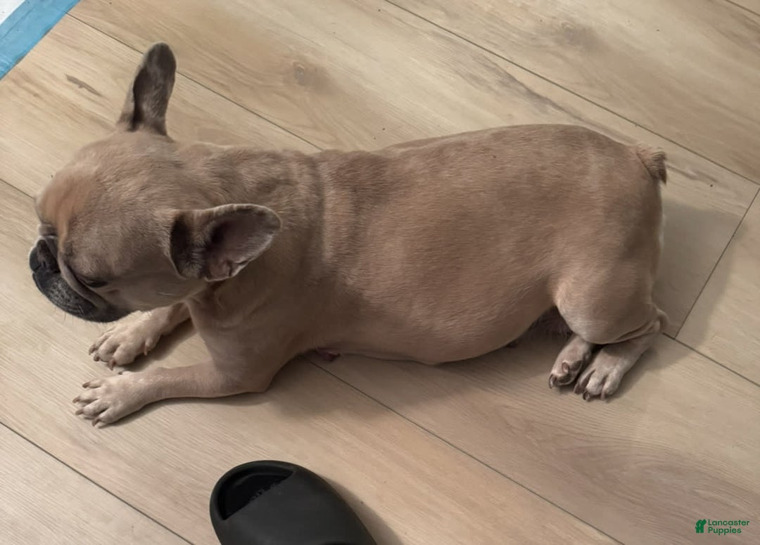 French Bulldog dogs for sale: Simba - Image 4