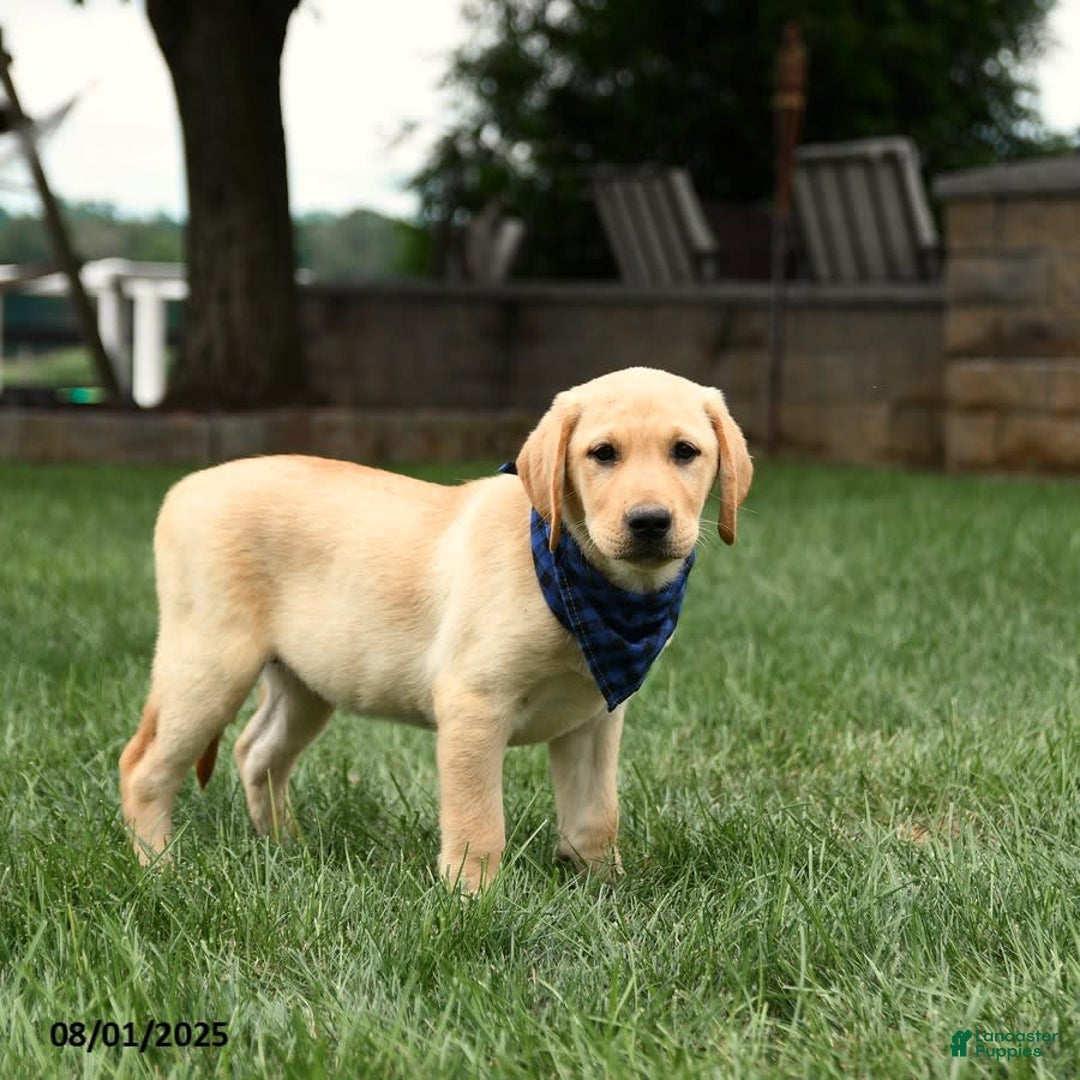 Labrador Retriever dogs for sale: Whitney - Image 4