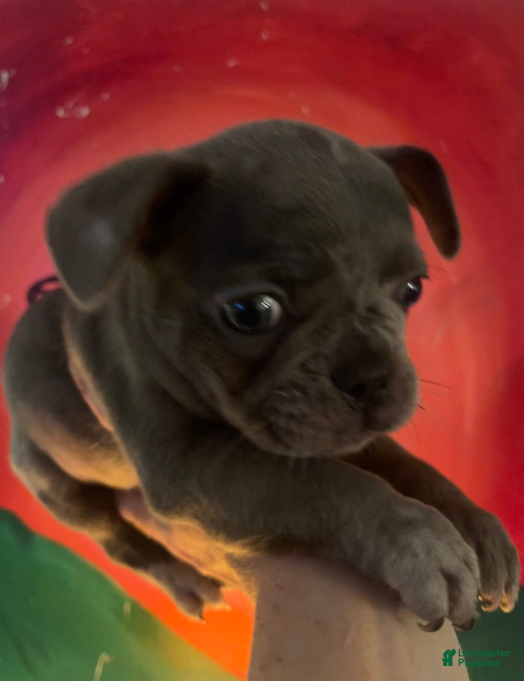 French Bulldog dogs for sale: Luna - Image 11