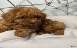 Toy Poodle dogs for sale: Potter - Image 4