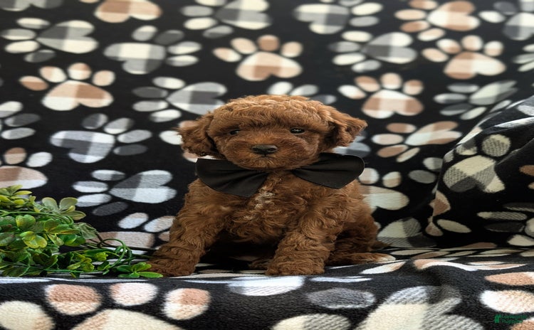 Miniature Poodle dogs for sale - Ad 5