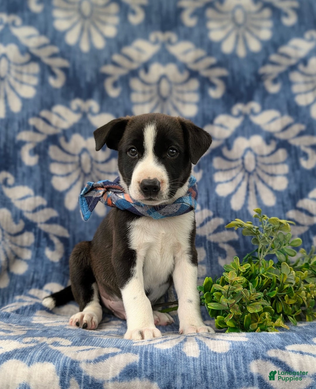 Jack Russell Terrier dogs for sale: Marlow - Image 2