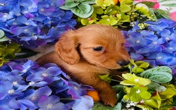 Miniature Dachshund dogs for sale: Gabby Long Haired - Image 8