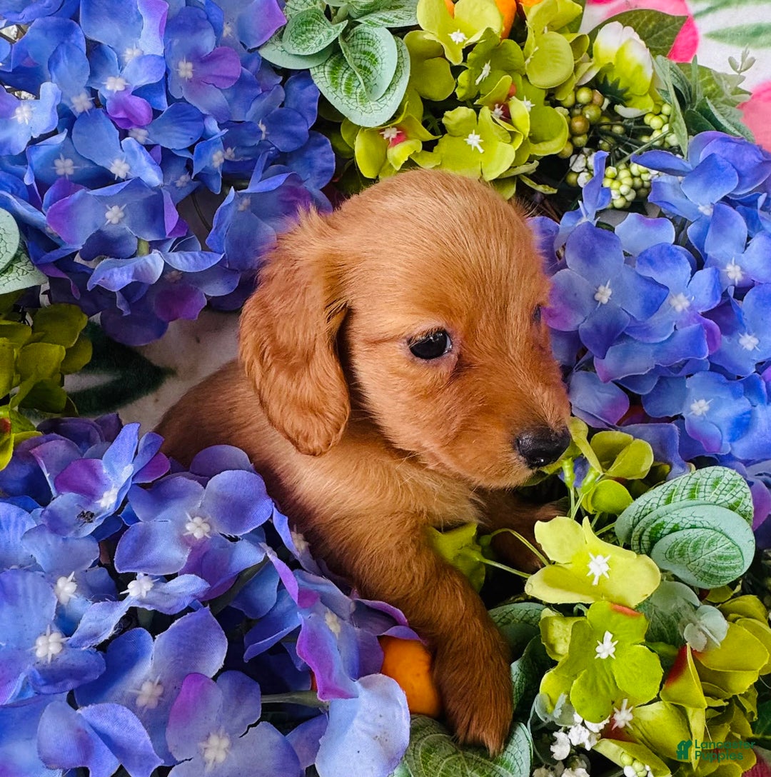 Miniature Dachshund dogs for sale: Gabby Long Haired - Image 8