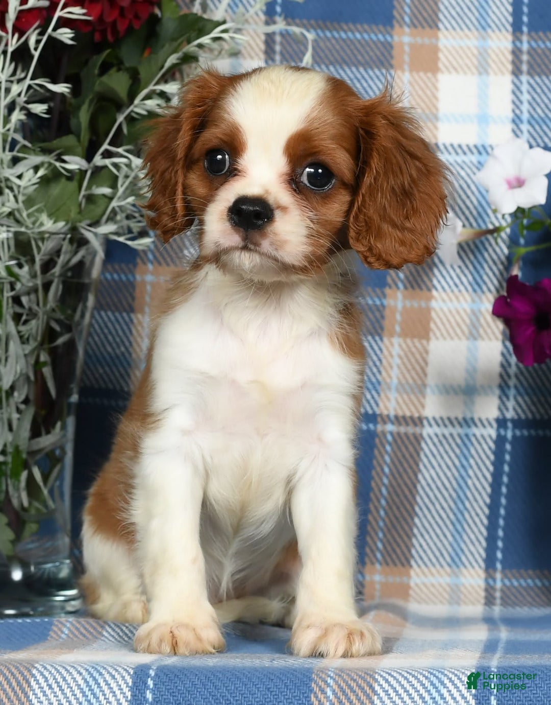 Cavalier King Charles Spaniel dogs for sale: Angie - Image 2