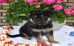 German Shepherd dogs for sale: Baxter - Image 3