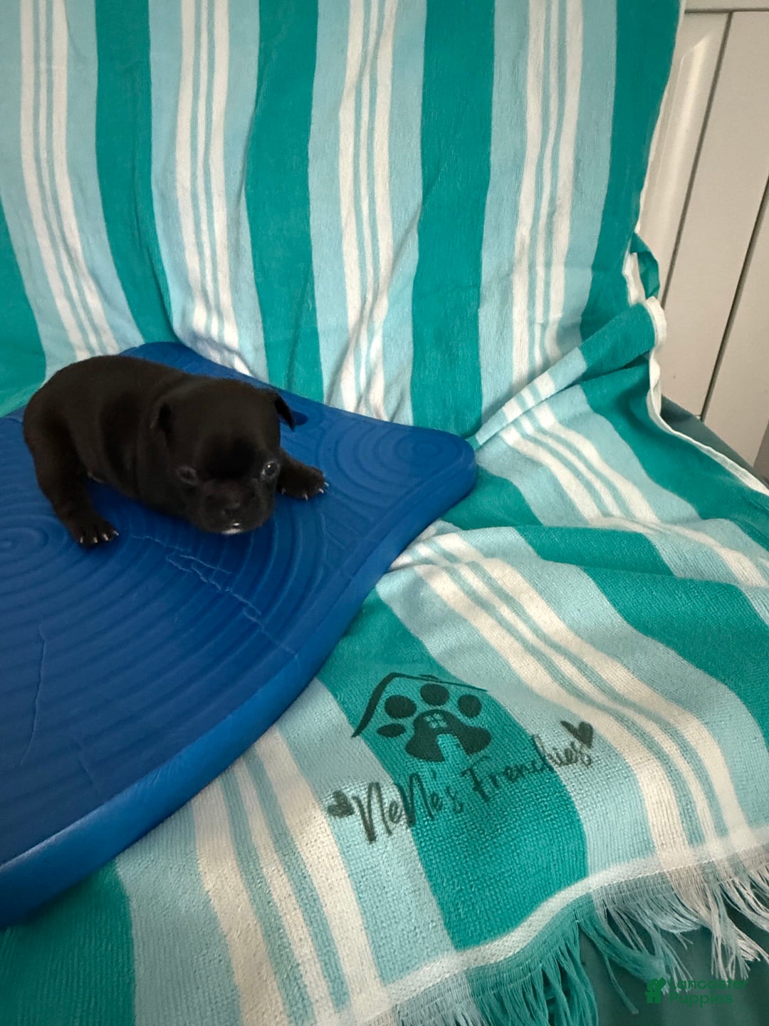 French Bulldog dogs for sale: Akc Black - Image 2