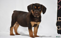 Beabull dogs for sale: Indie - Image 4