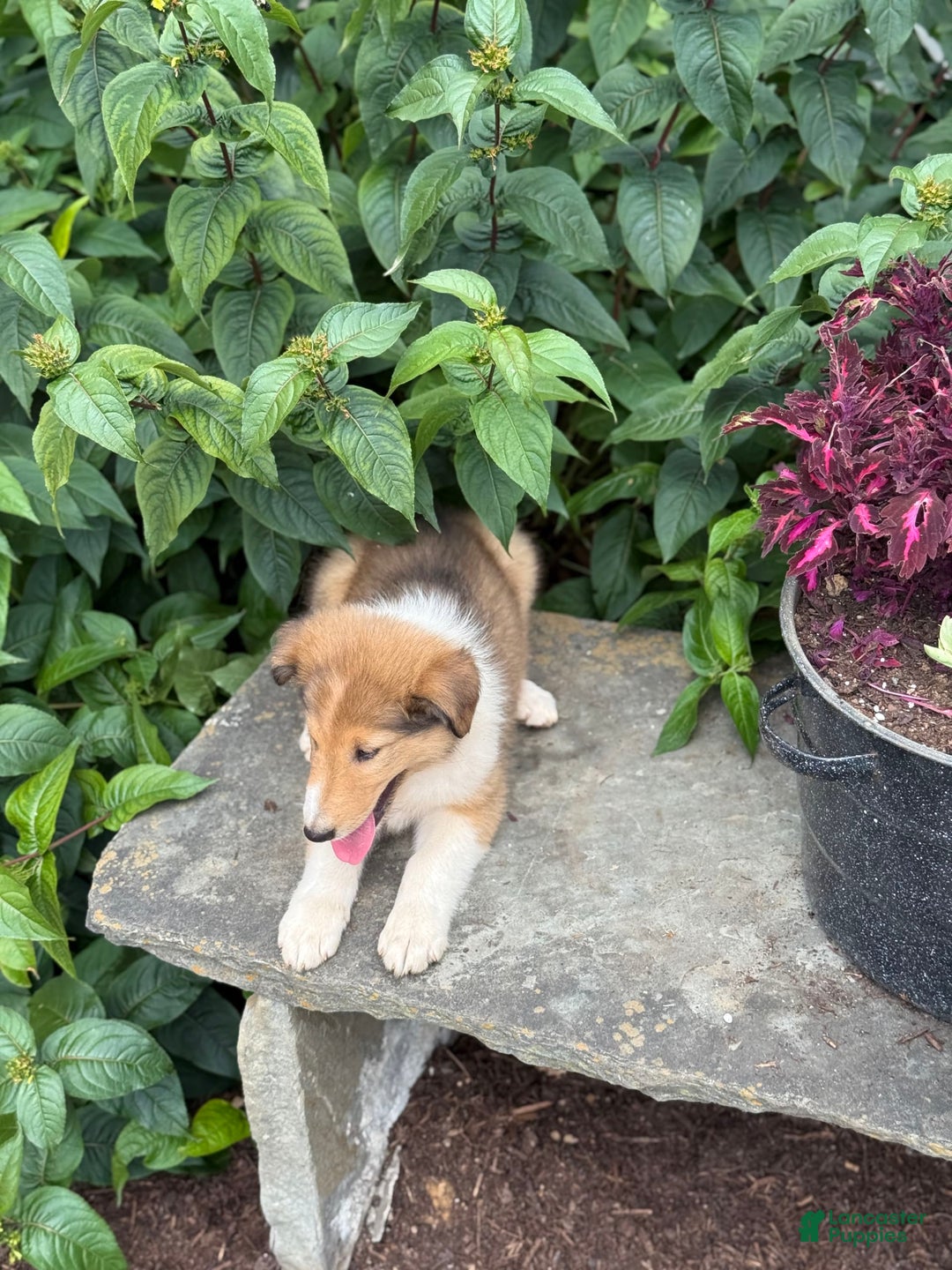 Collie dogs for sale: Amora - Image 2