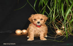 Teddy Bear dogs for sale: Rio - Image 5