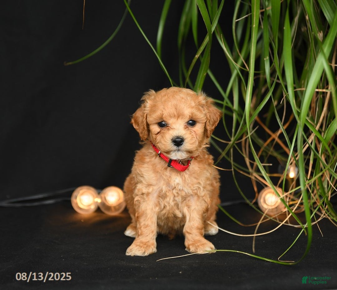 Teddy Bear dogs for sale: Rio - Image 5