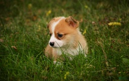 Welsh Corgi Pembroke dogs for sale: Custard - Image 4