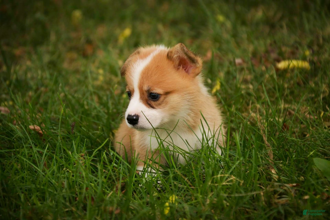 Welsh Corgi Pembroke dogs for sale: Custard - Image 4
