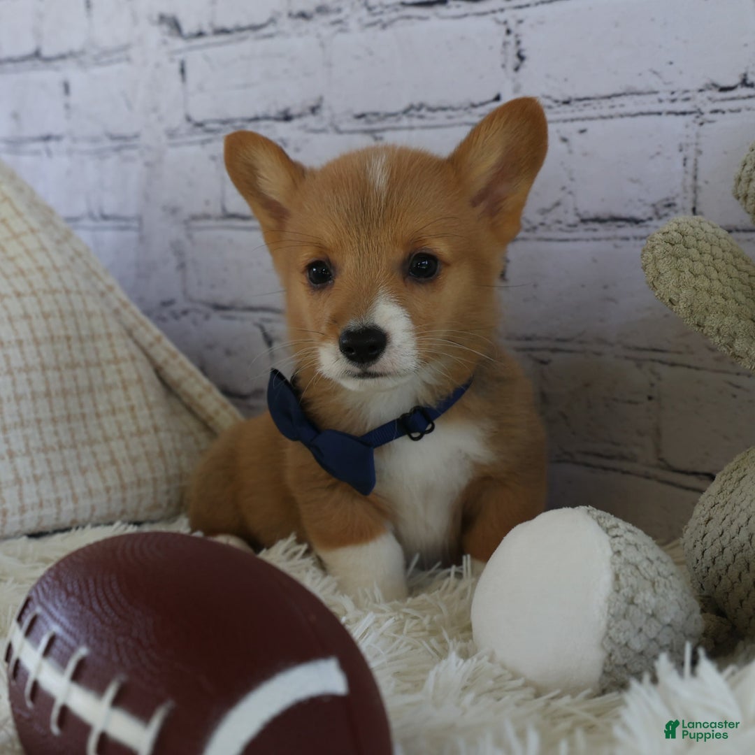 Welsh Corgi Pembroke dogs for sale: Gilbert - Image 7