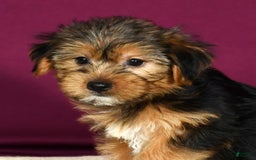 Yorkshire Terrier dogs for sale: Jamie - Image 2