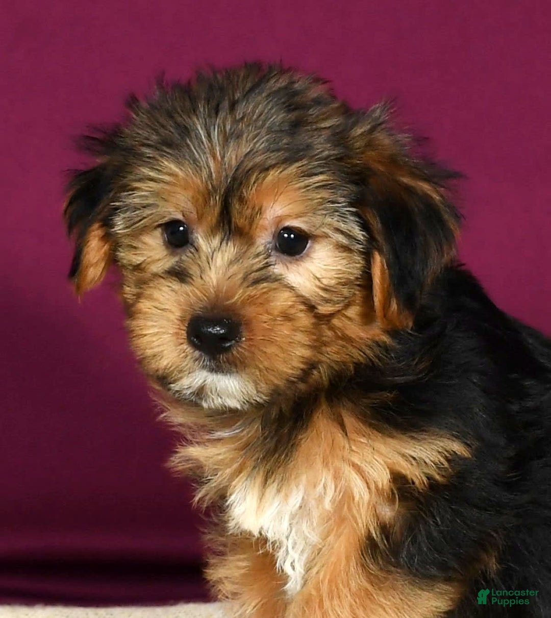 Yorkshire Terrier dogs for sale: Jamie - Image 2