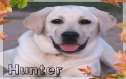 Labrador Retriever dogs for sale: Kiya - Image 2