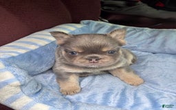 French Bulldog dogs for sale: Snoop - Image 2