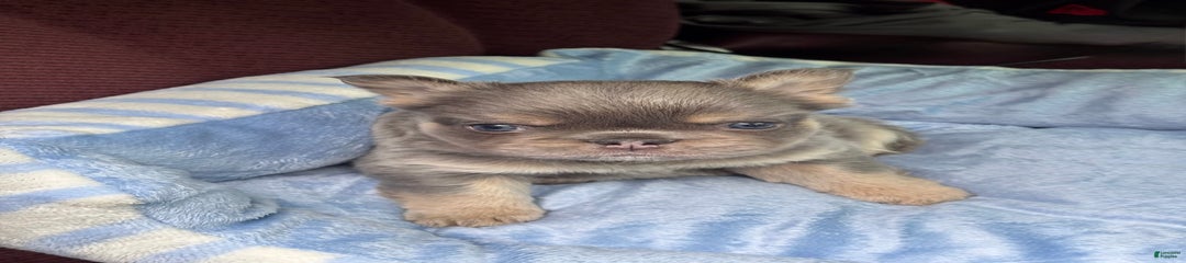 Snoop