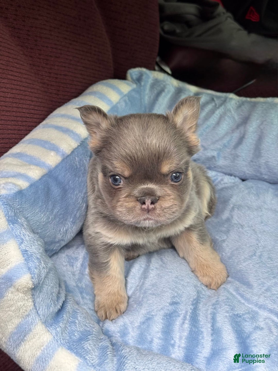 French Bulldog dogs for sale: Snoop - Image 2
