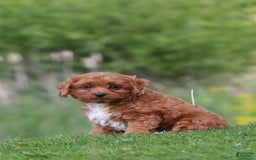 Cavapoo dogs for sale: Dora - Image 4