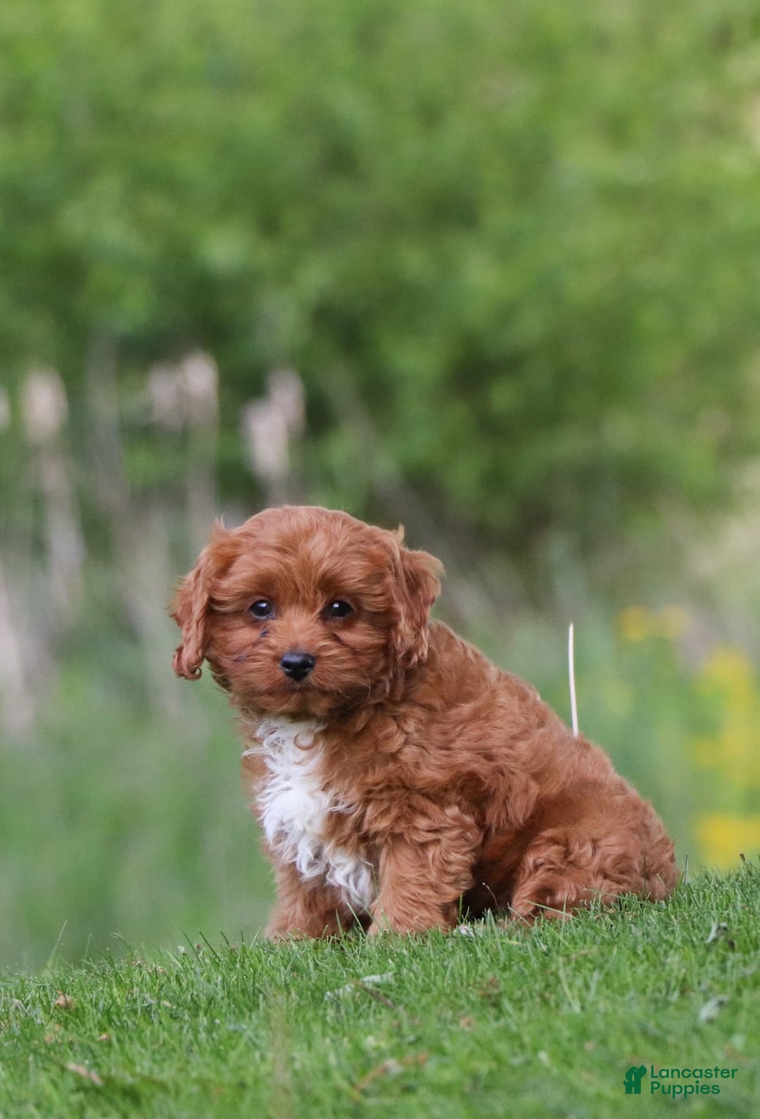 Cavapoo dogs for sale: Dora - Image 4