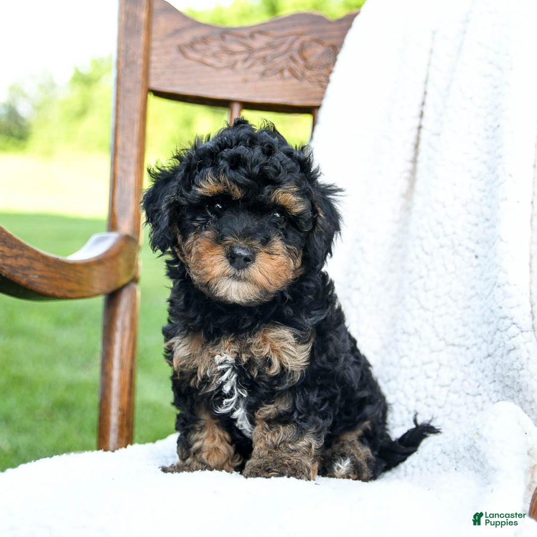 Havapoo dogs for sale: Peanut - Image 5