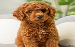 Toy Poodle dogs for sale: Daisy - Image 3