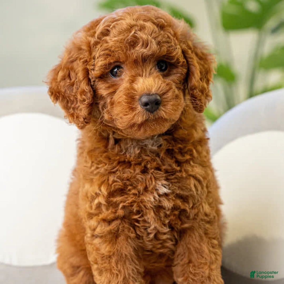 Toy Poodle dogs for sale: Daisy - Image 3