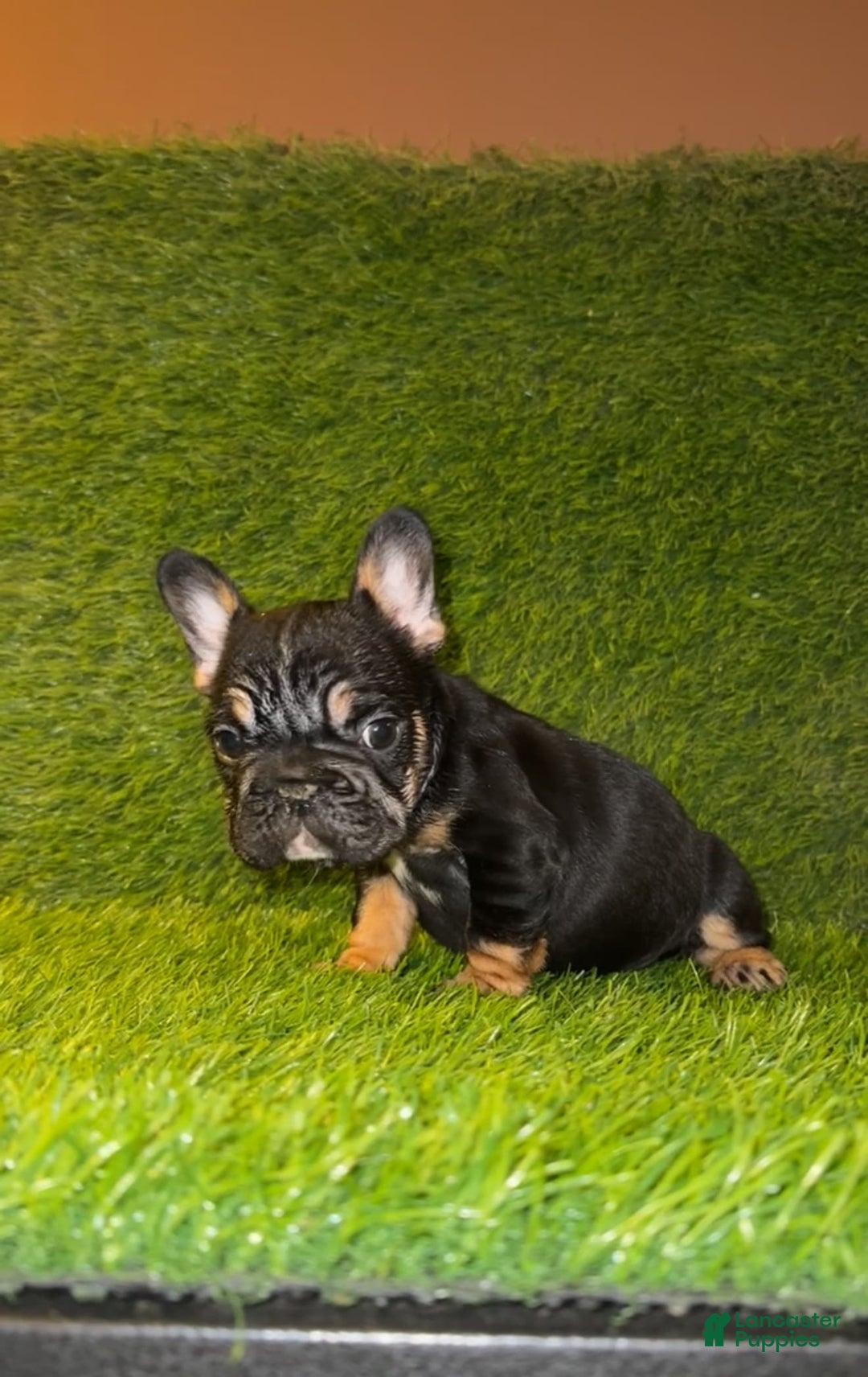 French Bulldog dogs for sale: Coco - Image 3